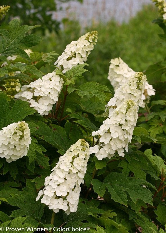 Wonderful Gatsby Gal Oakleaf Hydrangea Garden Plant