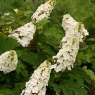 Wonderful Gatsby Gal Oakleaf Hydrangea Garden Plant