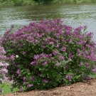 Wonderful Bloomerang Dark Purple Lilac Garden Plant