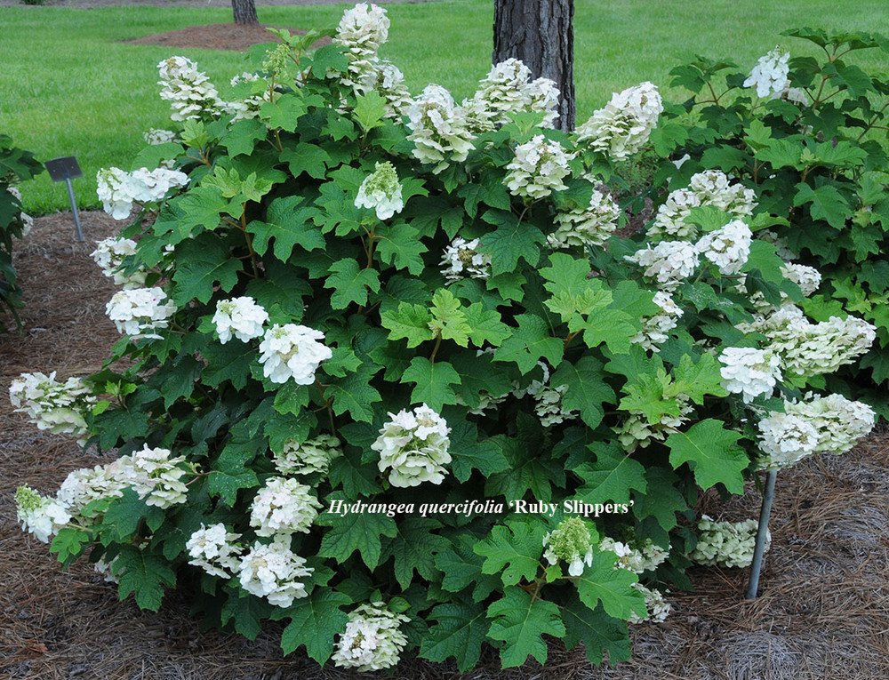 Wonderful Pee Wee Oakleaf Hydrangea Perennial Dwarf White Garden Plant