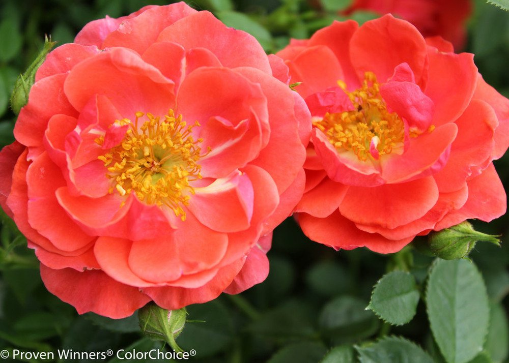 Wonderful Oso Easy Mango Salsa Rose Garden Plant