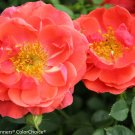 Wonderful Oso Easy Mango Salsa Rose Garden Plant