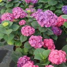 Wonderful Lets Dance Big Band PPAF Hydrangea Bush Garden Plant