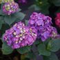 Wonderful Lets Dance Big Band PPAF Hydrangea Bush Garden Plant