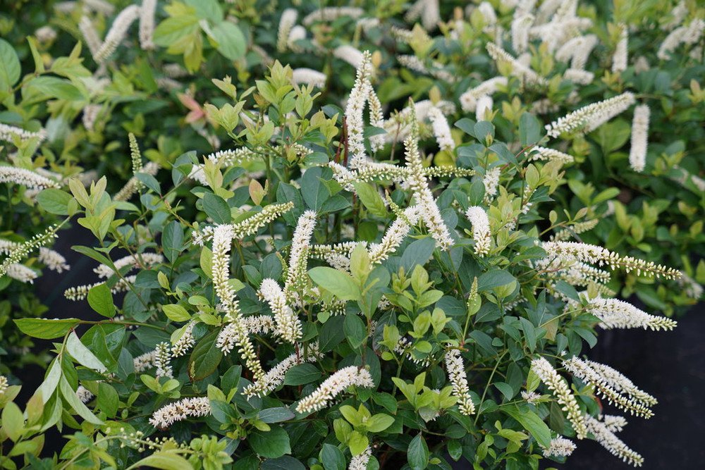 Wonderful Scentlandia Sweetspire Garden Plant