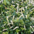 Wonderful Scentlandia Sweetspire Garden Plant