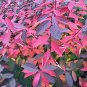 Wonderful Scentlandia Sweetspire Garden Plant