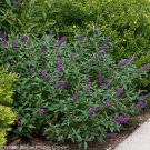 Wonderful Miss Violet Butterfly Bush Garden Plant
