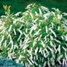 Wonderful Itea virginica Little Henry Sweetspire Garden Plant