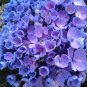 Wonderful Lets Dance Rhythmic Blue Hydrangea Garden Plant