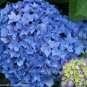 Wonderful Lets Dance Rhythmic Blue Hydrangea Garden Plant