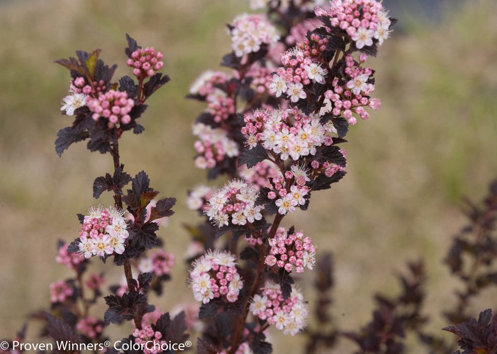 Wonderful Physocarpus Tiny Wine Ninebark Perennial Shrub Garden Plant