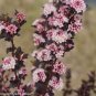 Wonderful Physocarpus Tiny Wine Ninebark Perennial Shrub Garden Plant