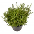 Wonderful Calluna Vulgaris Hardy Dark Beauty Scotch Heather Garden Plant