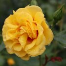 Wonderful Rise Up Ringo Climbing Rose Garden Plant