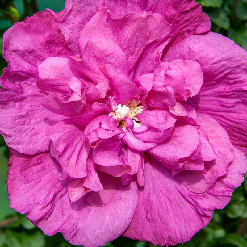 Wonderful Magenta Chiffon Hibiscus Syriacus Rose of Sharon Garden Plant