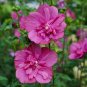 Wonderful Magenta Chiffon Hibiscus Syriacus Rose of Sharon Garden Plant