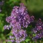 Wonderful Syringa x hyacinthiflora Scentara Pura Lilac Garden Plant
