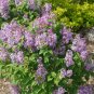 Wonderful Syringa x hyacinthiflora Scentara Pura Lilac Garden Plant