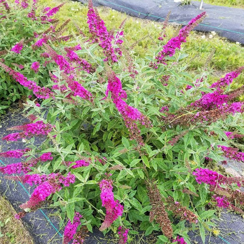 Wonderful Buddleia LO and BEHOLD Ruby Chip Butterfly Bush Garden Plant