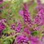 Wonderful Buddleia LO and BEHOLD Ruby Chip Butterfly Bush Garden Plant
