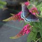 Wonderful Buddleia LO and BEHOLD Ruby Chip Butterfly Bush Garden Plant