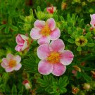 Wonderful Cinquefoil Potentilla Pink Paradise Happy Face Bush Garden Plant