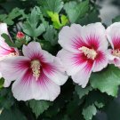 Wonderful Paraplu Pink Ink Hibiscus Rose of Sharon Garden Plant