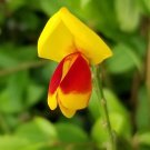 Wonderful Sister Disco Scotch Broom Garden Plant