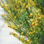 Wonderful Sister Disco Scotch Broom Garden Plant