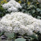 Wonderful Spirea Double Play Blue Kazoo Garden Plant