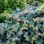 Wonderful Spirea Double Play Blue Kazoo Garden Plant