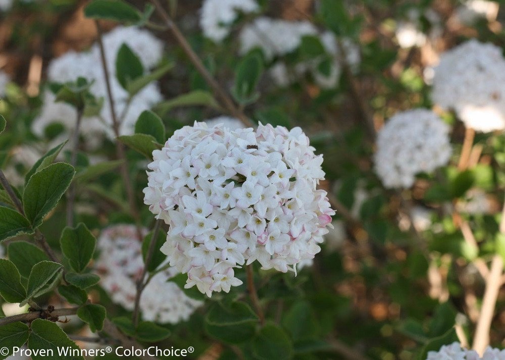 Wonderful Viburnum Spice Baby Korean Spice Garden Plant