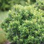 Wonderful Castle Keep Blue Holly Ilex Garden Plant
