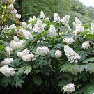 Wonderful Hydrangea Snow Queen Oakleaf White Blooms Garden Plant