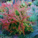 Wonderful Tangelo Berberis thunbergii Sunjoy Garden Plant