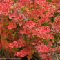 Wonderful Tangelo Berberis thunbergii Sunjoy Garden Plant