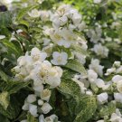 Wonderful Mock Orange Philadelphus Low Grower Illuminati Sparks Garden Plant