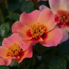 Wonderful Ringo All Star Landscape Rose Garden Plant