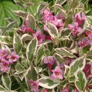 Wonderful Weigela My Monet Purple Effect Garden Plant