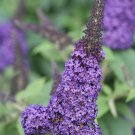 Wonderful Buddleia Pugster Blue Butterfly Bush Garden Plant