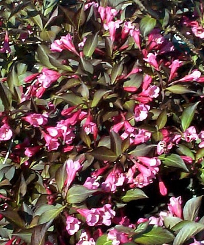 Wonderful Wine and Roses Weigela Garden Plant