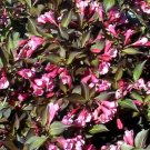 Wonderful Wine and Roses Weigela Garden Plant