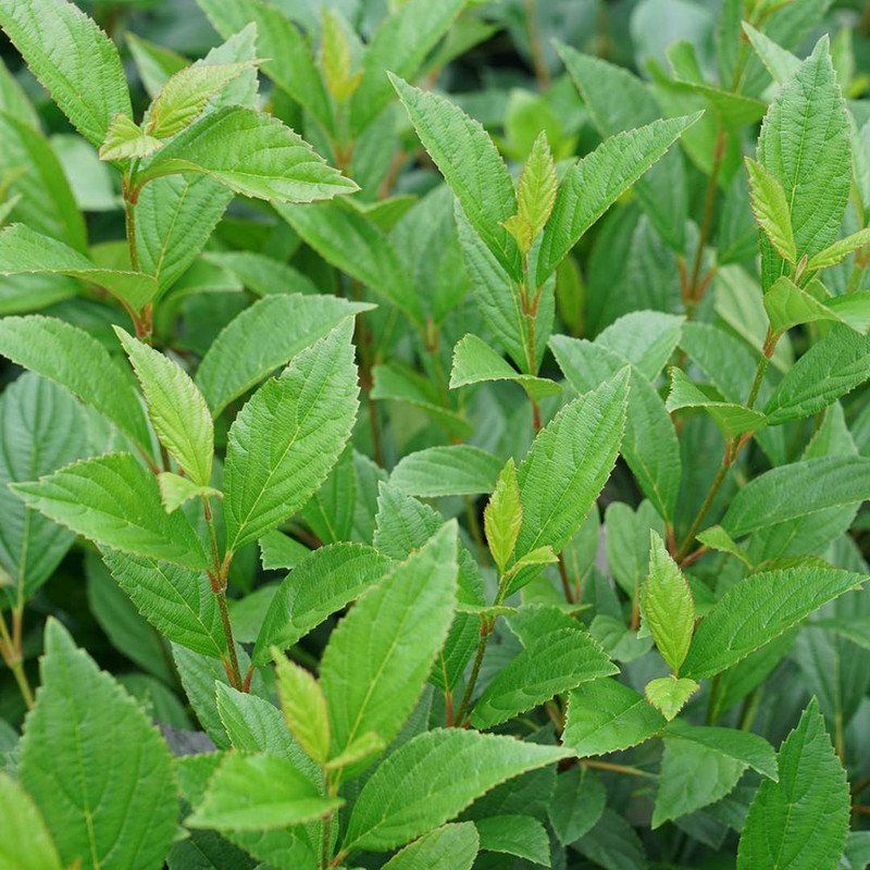 Wonderful Viburnum Sweet Talker Garden Plant
