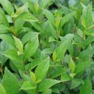 Wonderful Viburnum Sweet Talker Garden Plant