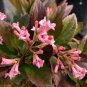 Wonderful Viburnum Sweet Talker Garden Plant
