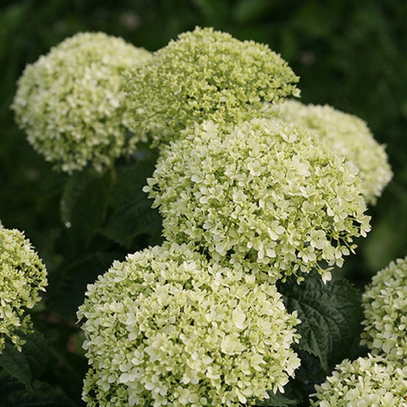 Wonderful Invincibelle Limetta Hydrangea Garden Plant
