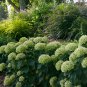 Wonderful Invincibelle Limetta Hydrangea Garden Plant