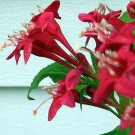 Wonderful Red Sonic Bloom Weigela Lipstick Red Everblooming Garden Plant
