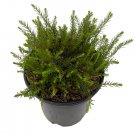 Wonderful Erica carnea Myretoun Ruby Mediterranean Heather Garden Plant
